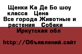 Щенки Ка Де Бо шоу класса › Цена ­ 60 000 - Все города Животные и растения » Собаки   . Иркутская обл.